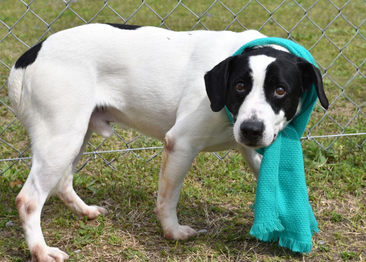 Crowded Darlington Shelter Needs Foster And Adoption Help News Scnow Com