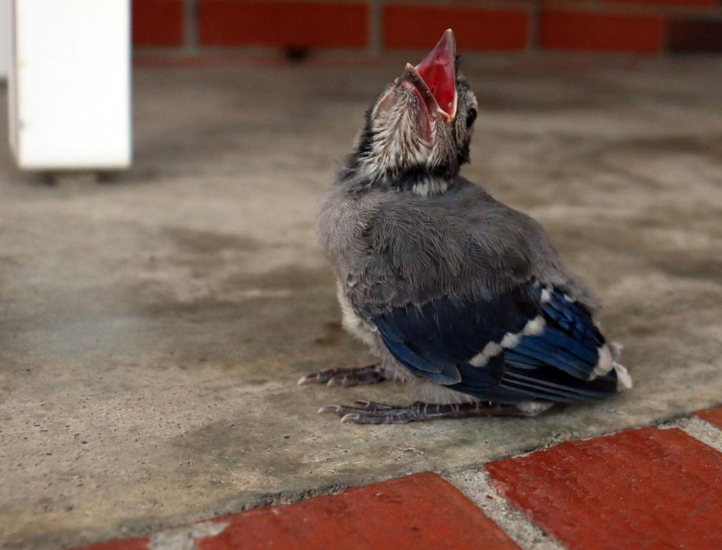 7 Year Old Florence Boy With Sensory Disorder Takes Care Of Baby Blue Jay Local News Scnow Com