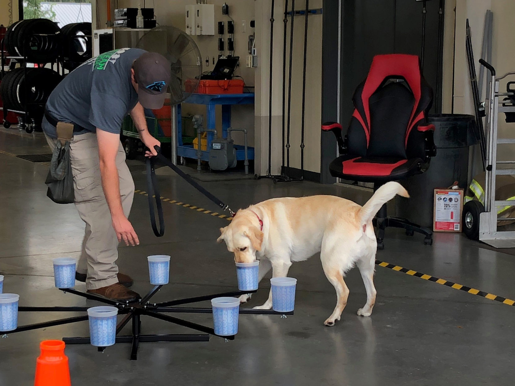 accelerant detection canine for sale