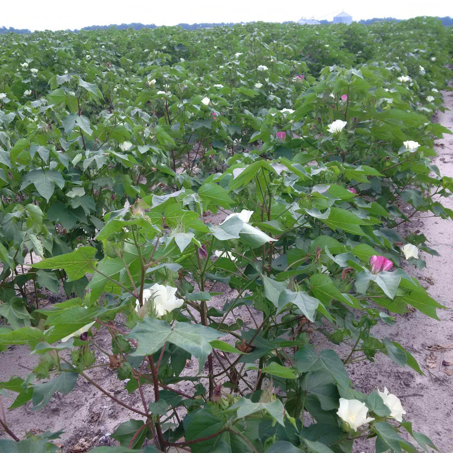 trish dehond: cotton and its relatives show their colors | home