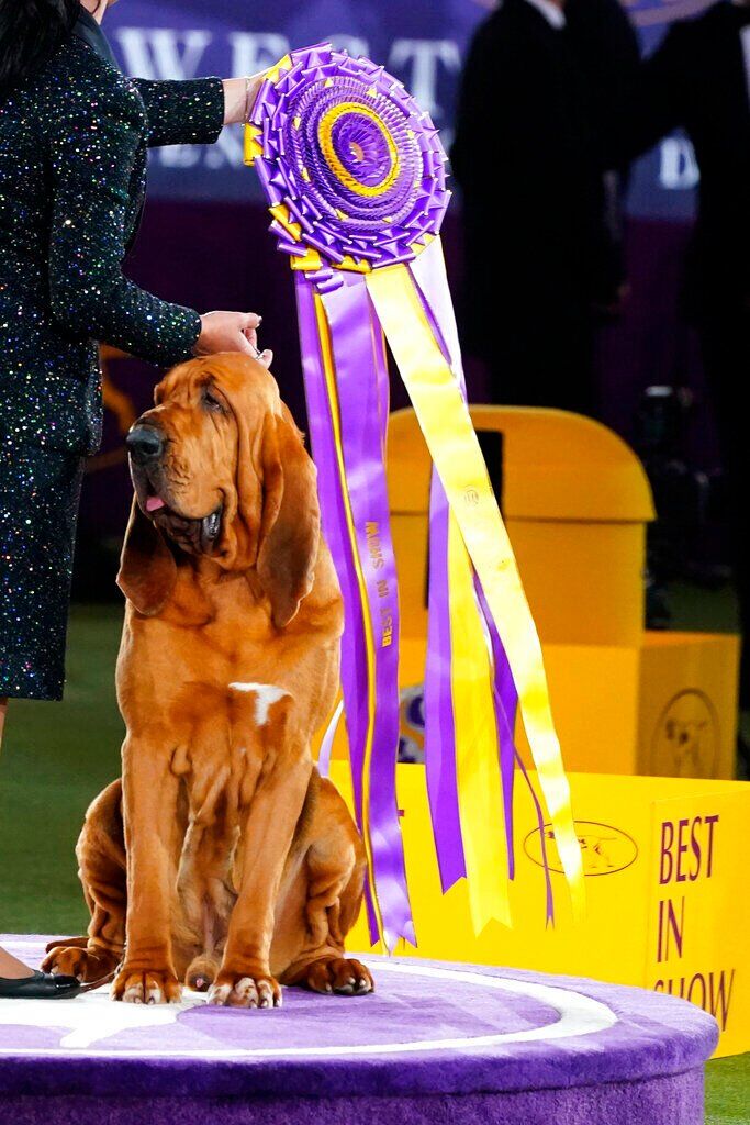 Dog co-owned by Tim McGraw wins new breed at show