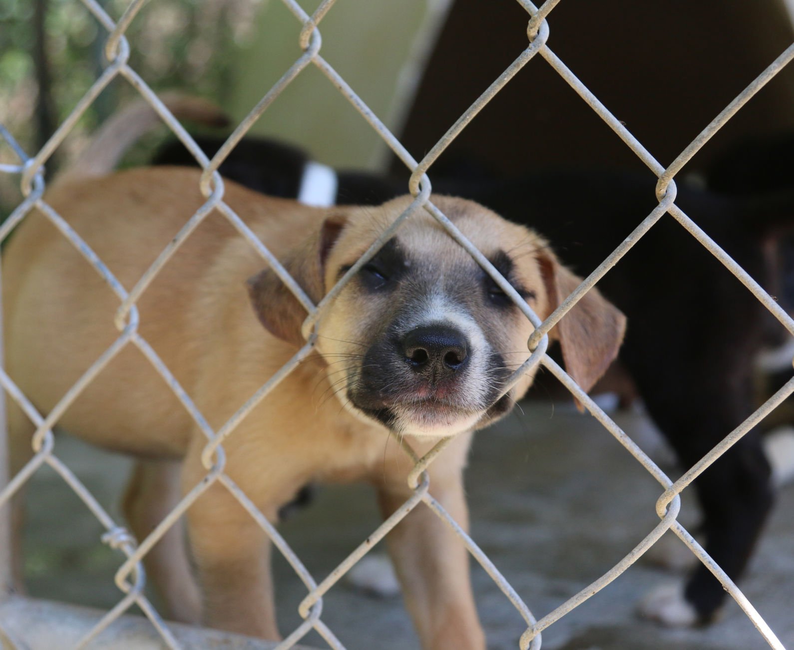 arlington animal shelter