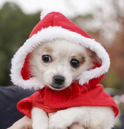 Christmas Paradesflorence County And Darlington County 2022 Photos: 2020 Darlington Christmas Festival And Parade | Featured | Scnow.com
