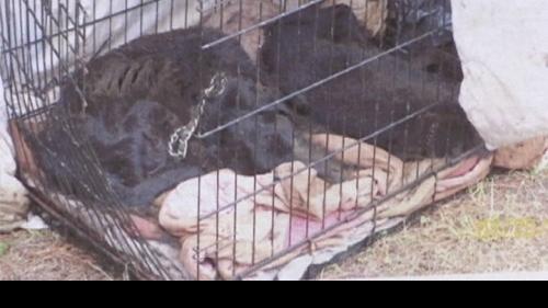 Myrtle Beach Woman Sentenced On Animal Cruelty Torture Charges Local News Scnow Com