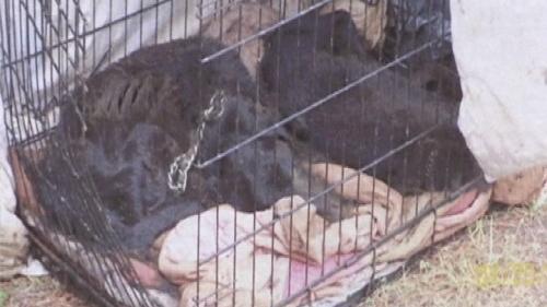 Myrtle Beach Woman Sentenced On Animal Cruelty Torture Charges Local News Scnow Com