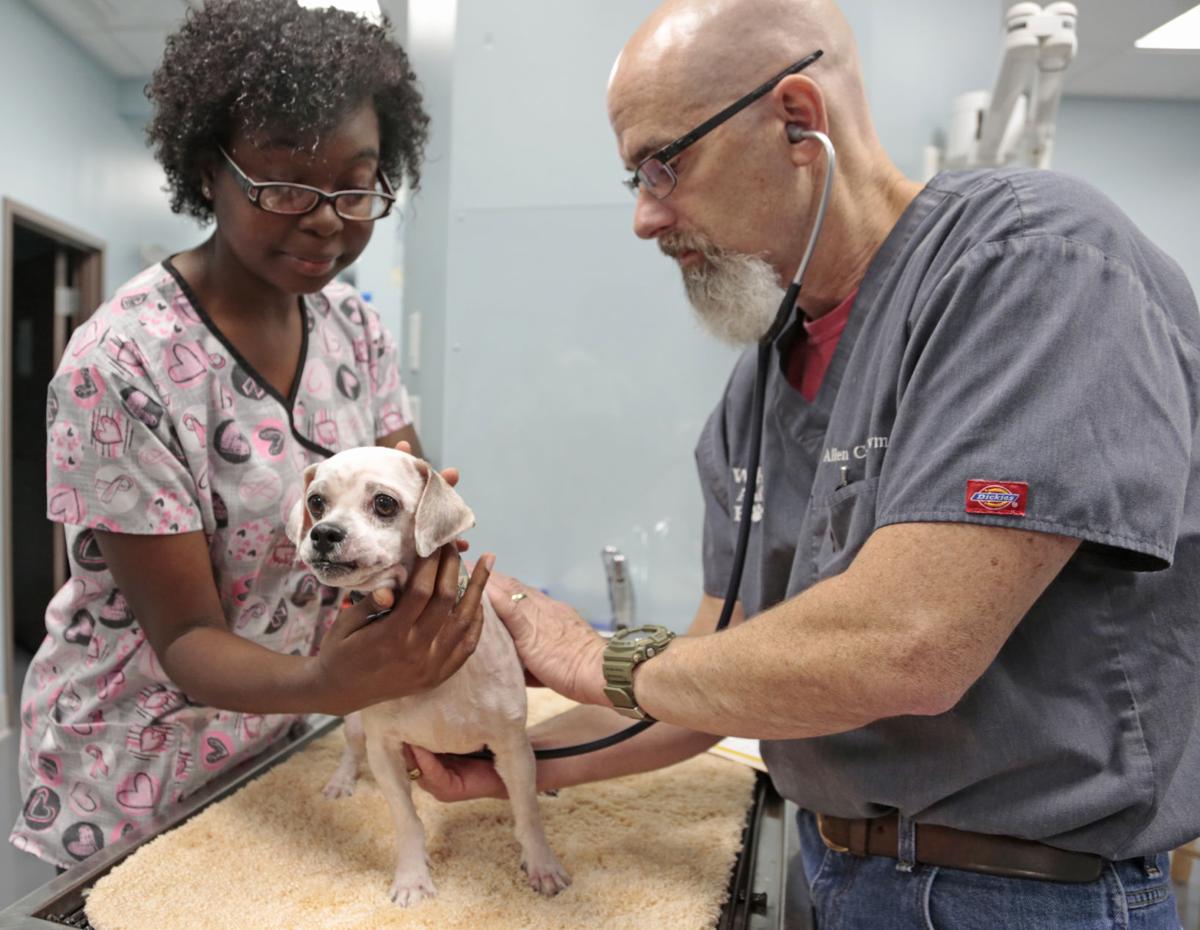 Florence vet offers advice about hot dogs, snake bites, ticks and more