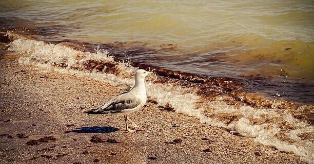 Climate Change Causing Fecal Contamination At US Beaches