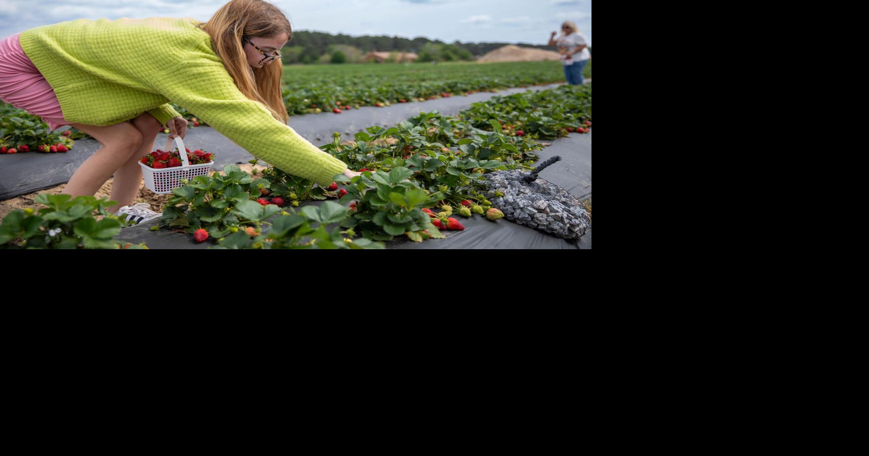 It’s strawberry picking time at Cottle Farms in Florence!