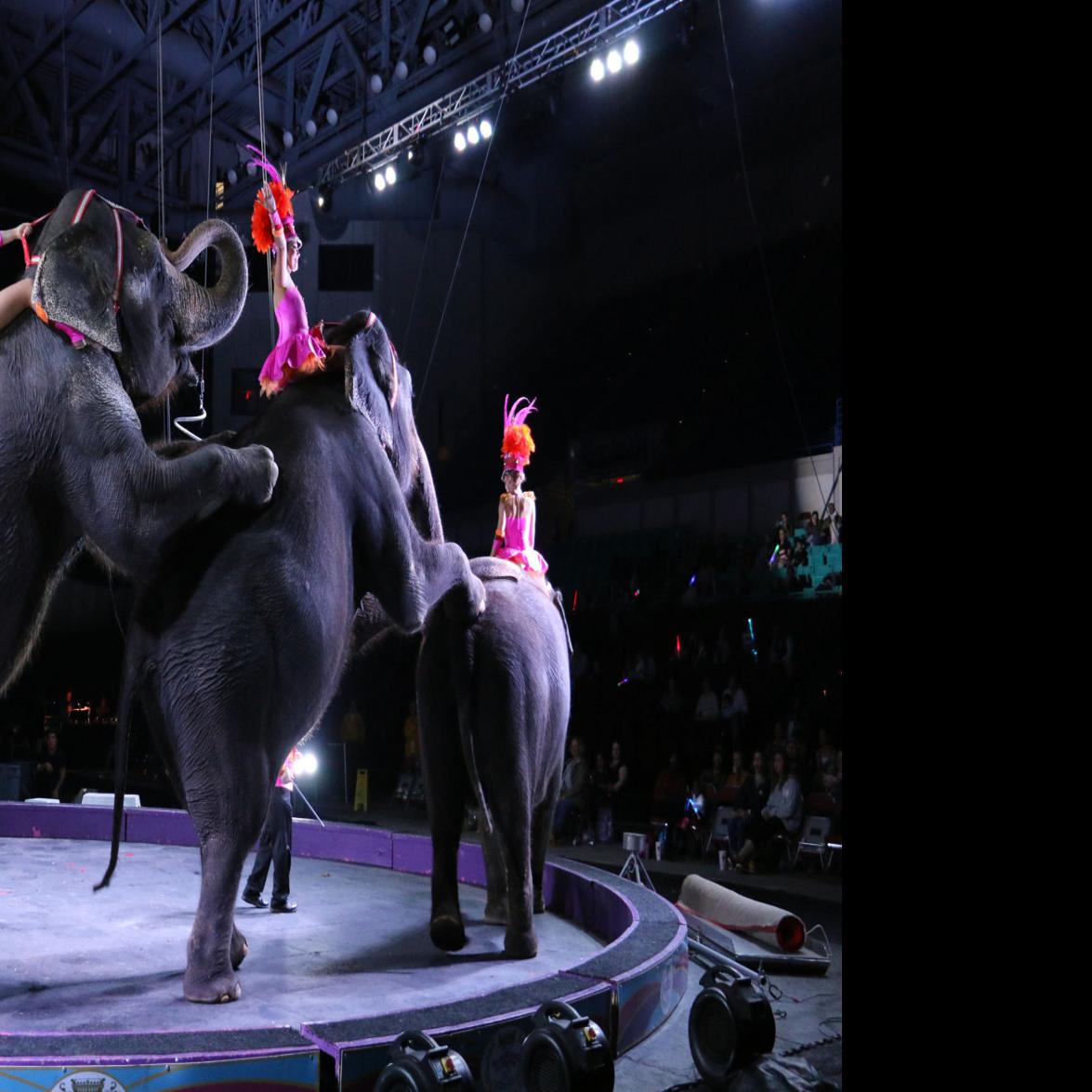 Animals A Big Part Of The Circus In Florence Shows Local News Scnow Com