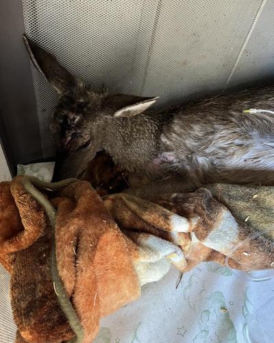 Hartsville deer