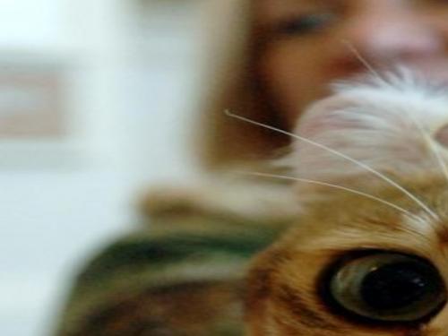 Cats Audition For Game Show Lifestyles Scnow Com