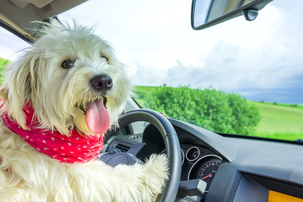 Dog is My Co-Pilot: Tips for Taking a Road Trip Alone with Your Furkid (image)