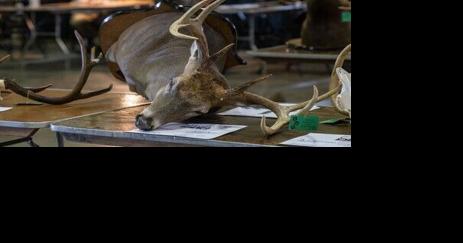 Deer antler-measuring sessions set across South Carolina - Vimarsana News