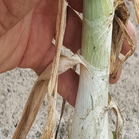 Greg Pryor The Humble Onion Simple To Grow Indispensable In Cooking Business News Scnow Com