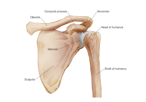 Shoulder