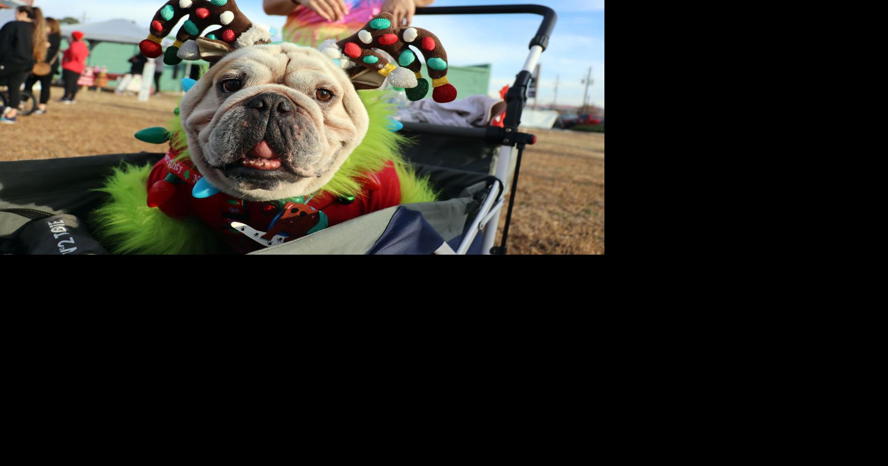 Saturday race supported bull dog rescue organization
