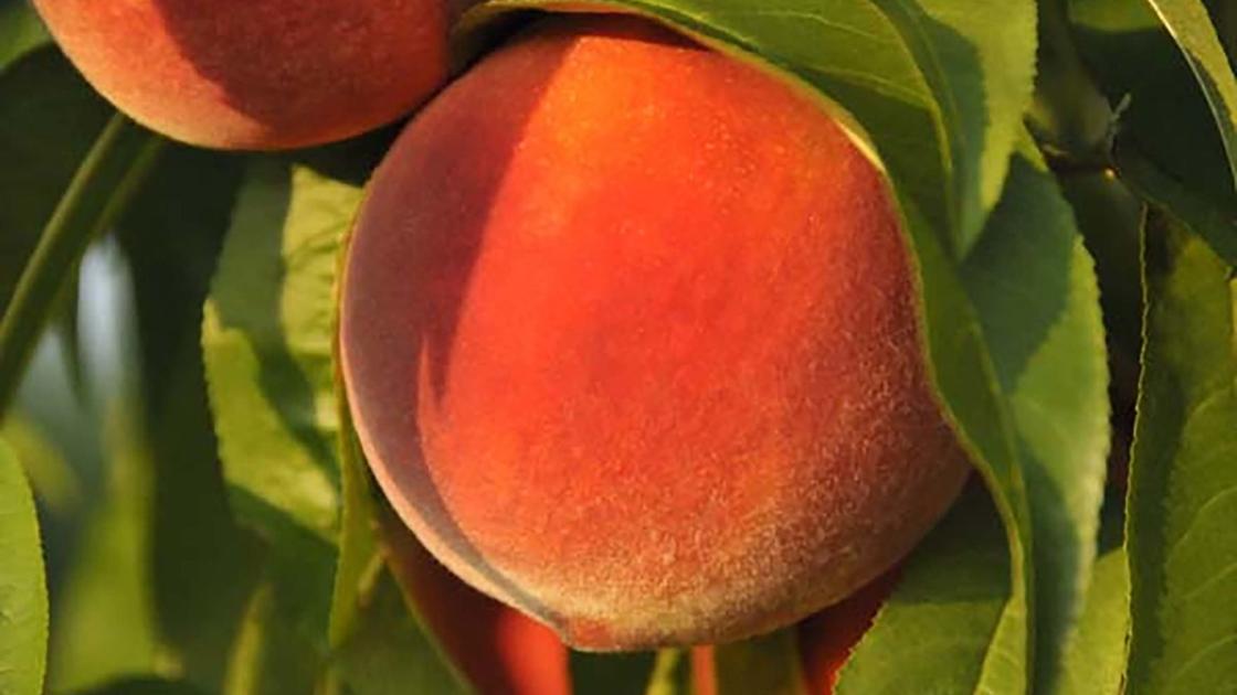 Clemson experts share peach research - SCNow