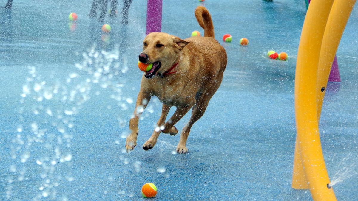 Dogs Take Their Turn On Lynches River County Park S Splash Pad Local News Scnow Com