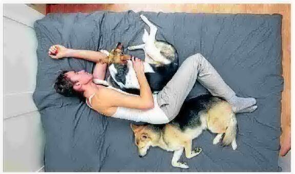 Image showcasing Stop dogs from waking owner