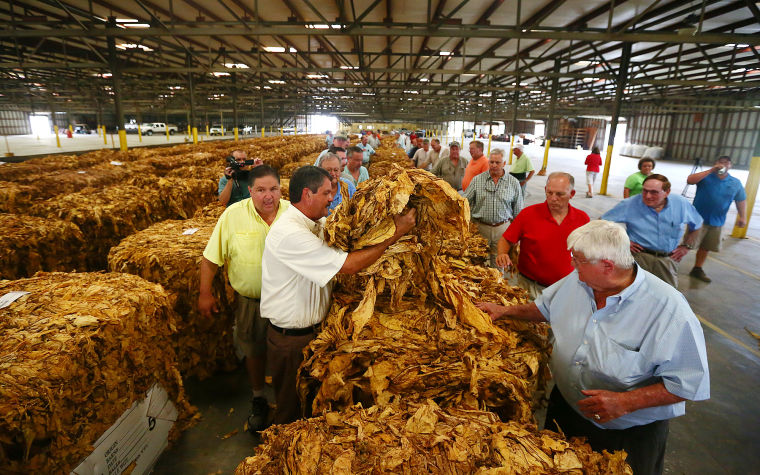 cuban tobacco leaves Connecticut Havana Primed Tobacco Leaf - Cuban Seed Tobacco Grown in CT