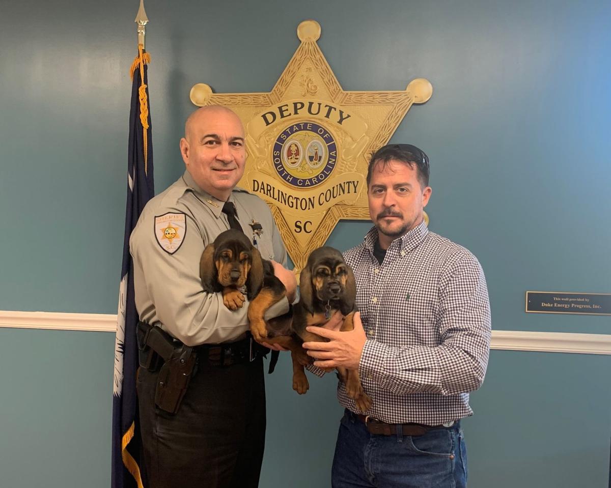 Two Bloodhound Puppies Given To Darlington County Sheriff S Office Fmn Scnow Com