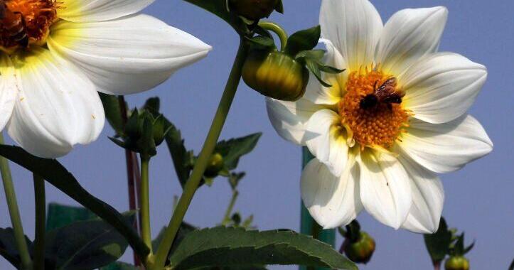 One of SC's best pollinators may be put on endangered list - Vimarsana News