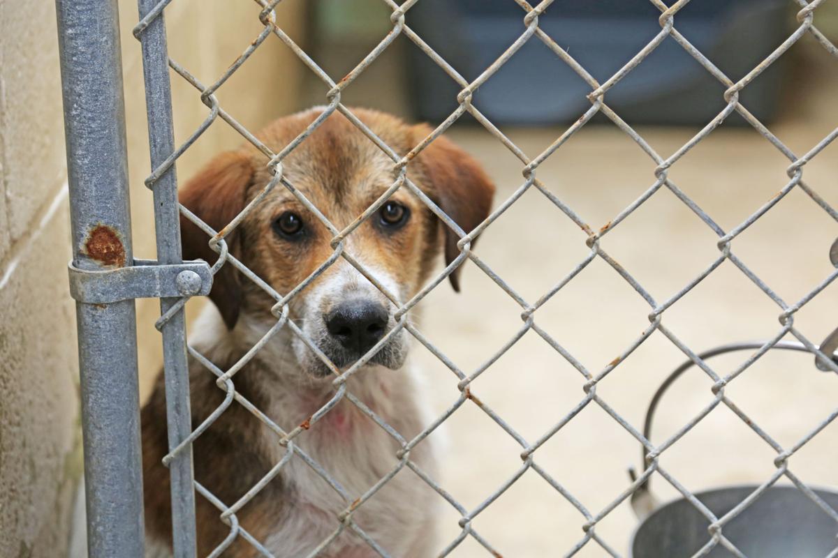 Darlington's shelter overflowing with unwanted pets Local News