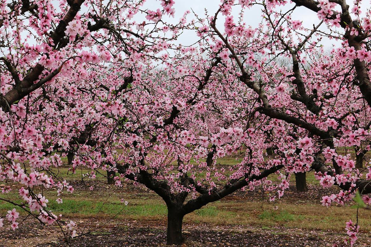 Peach blossoms are in full bloom in Edgefield County, but is it