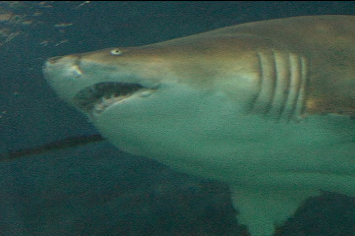 South Carolina: Dead shark washes up on Myrtle Beach