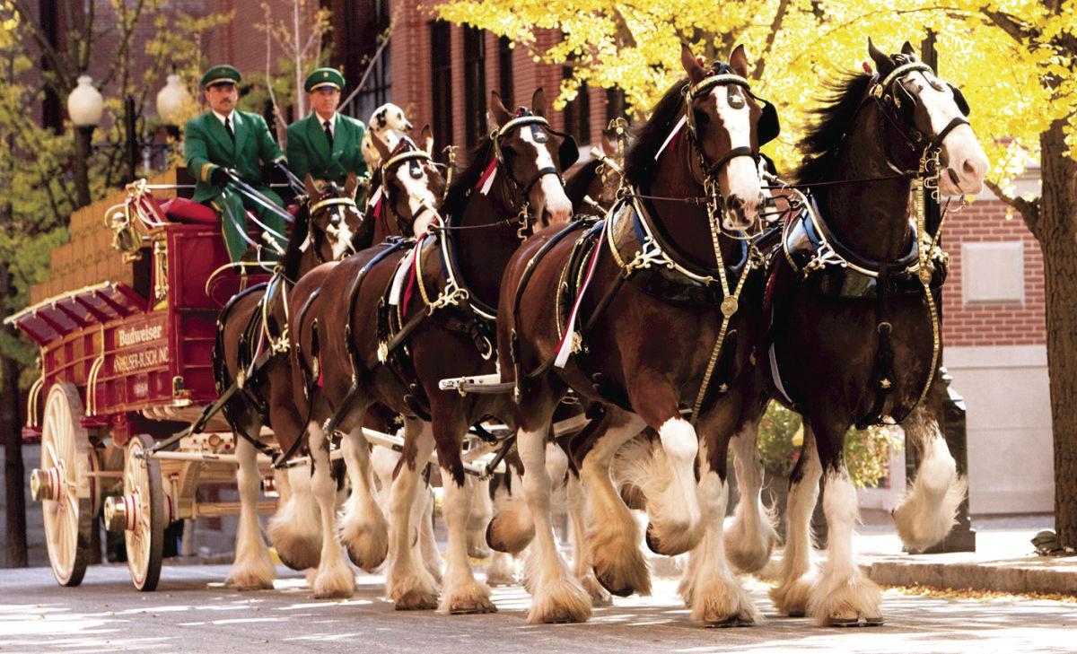 Budweiser Clydesdales to appear at Florence After Five Entertainment