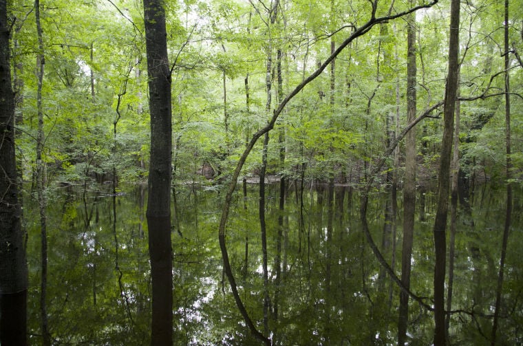 High water at Lynches River County Park Local News
