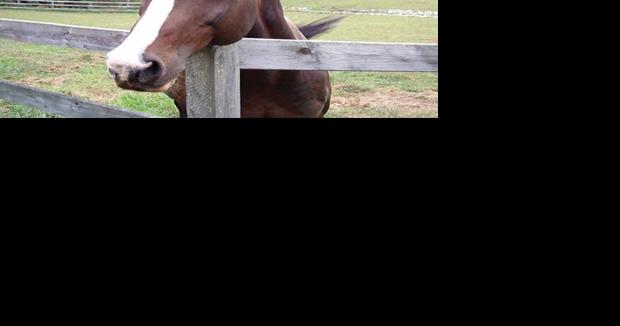 Horse euthanized from West Nile Virus - Vimarsana News