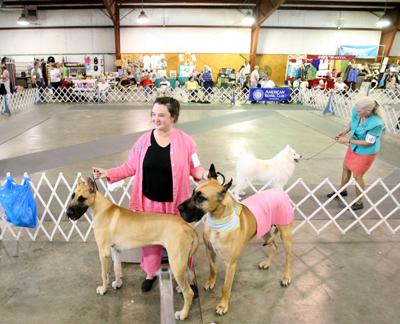 Myrtle Beach Kennel Club Visits Florence For All Breed Show Local Myrtle Beach Kennel Club Visits Florence For All Breed Show