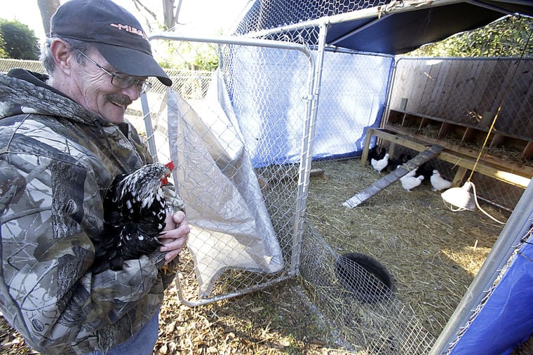 Birds, Pigeons And More At B&D Hatchery In Florence | Business News ...