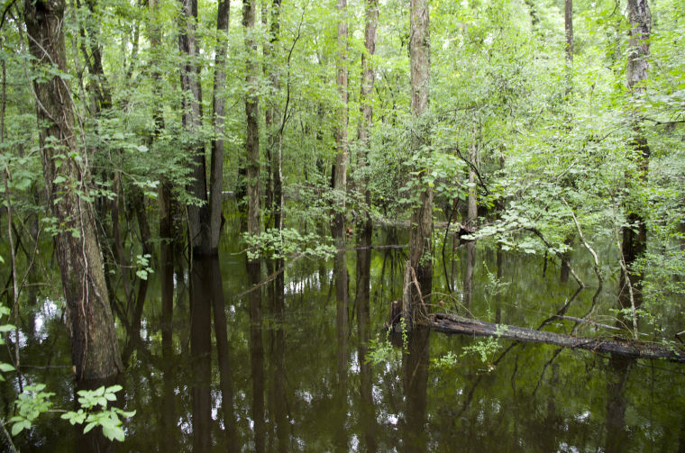 High water at Lynches River County Park | Local News | scnow.com