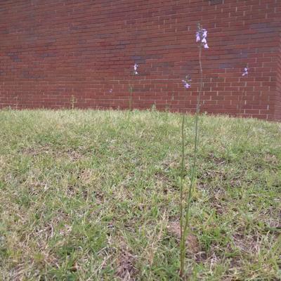 Bare Spots Give Weeds A Foothold In Lawns Columns Scnow Com