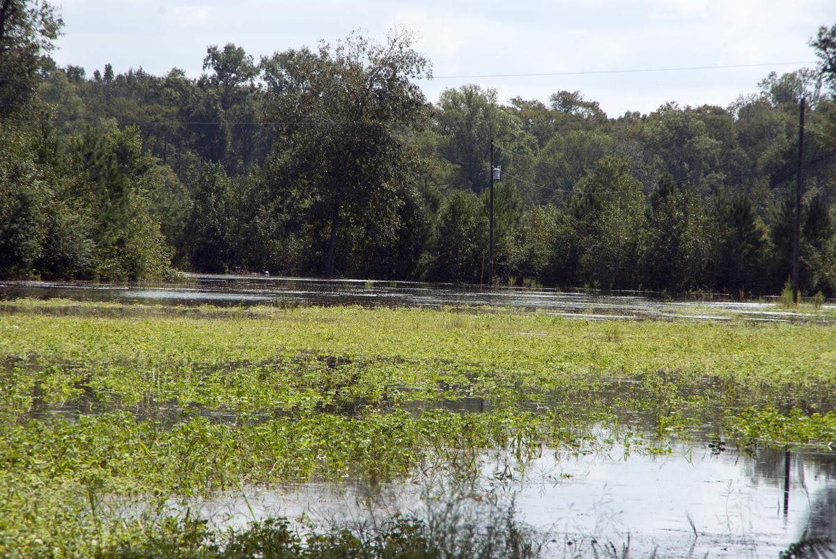 Lynches River Rising News