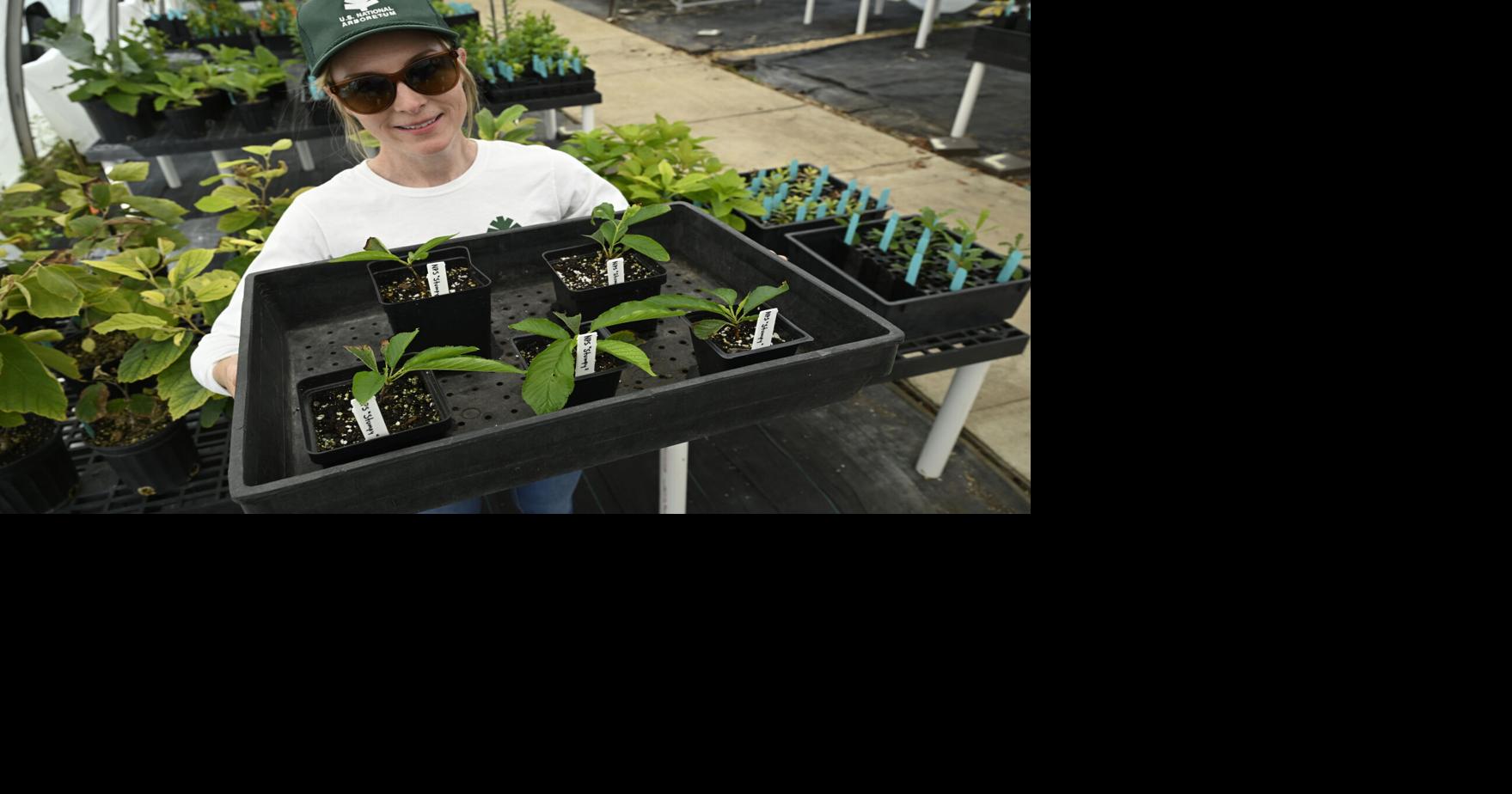 Clones of the cherry tree Stumpy live on