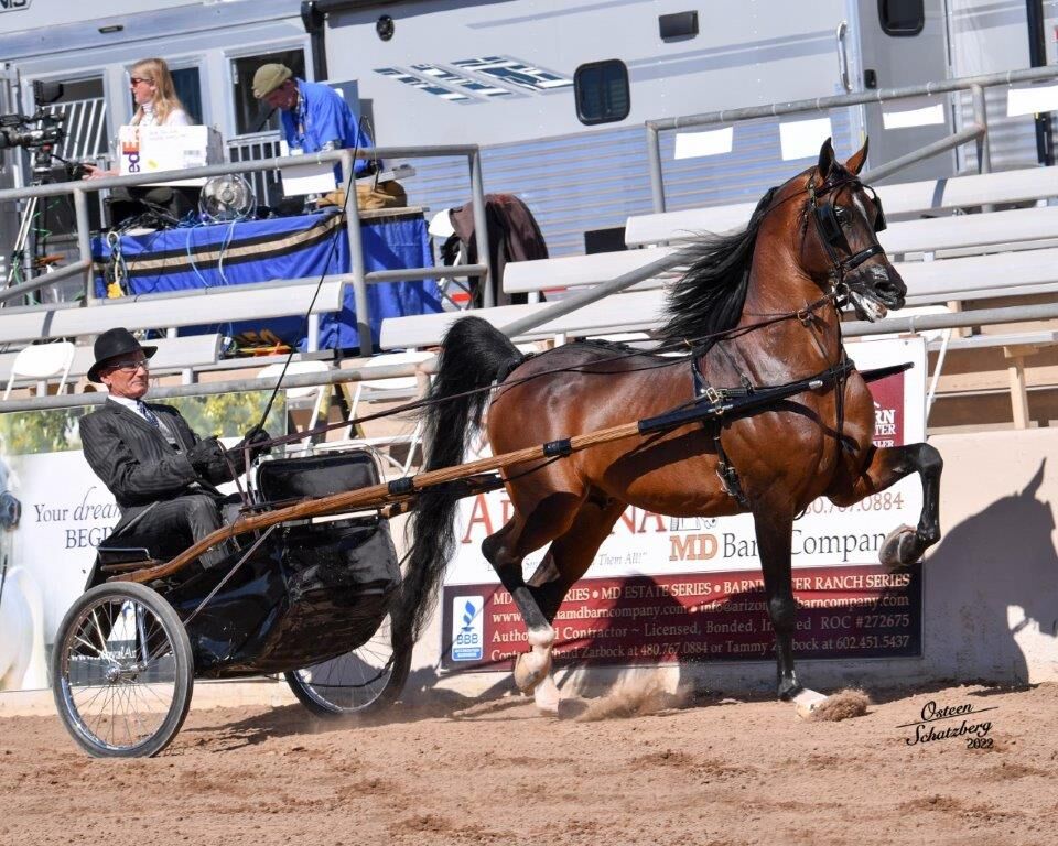 Scottsdale Arabian Horse Show Ready To Ride | Neighbors | Scottsdale.org