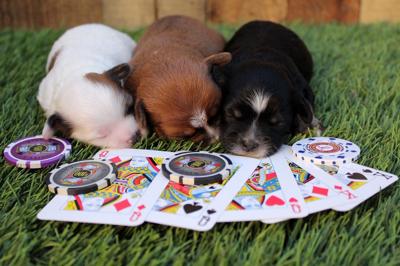 Small Dog Rescue needs funds for new digs | Neighboors Small Dog Rescue needs funds for new digs | Neighboors