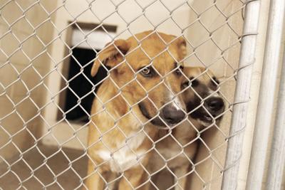 Distemper outbreak closes EV dog shelter