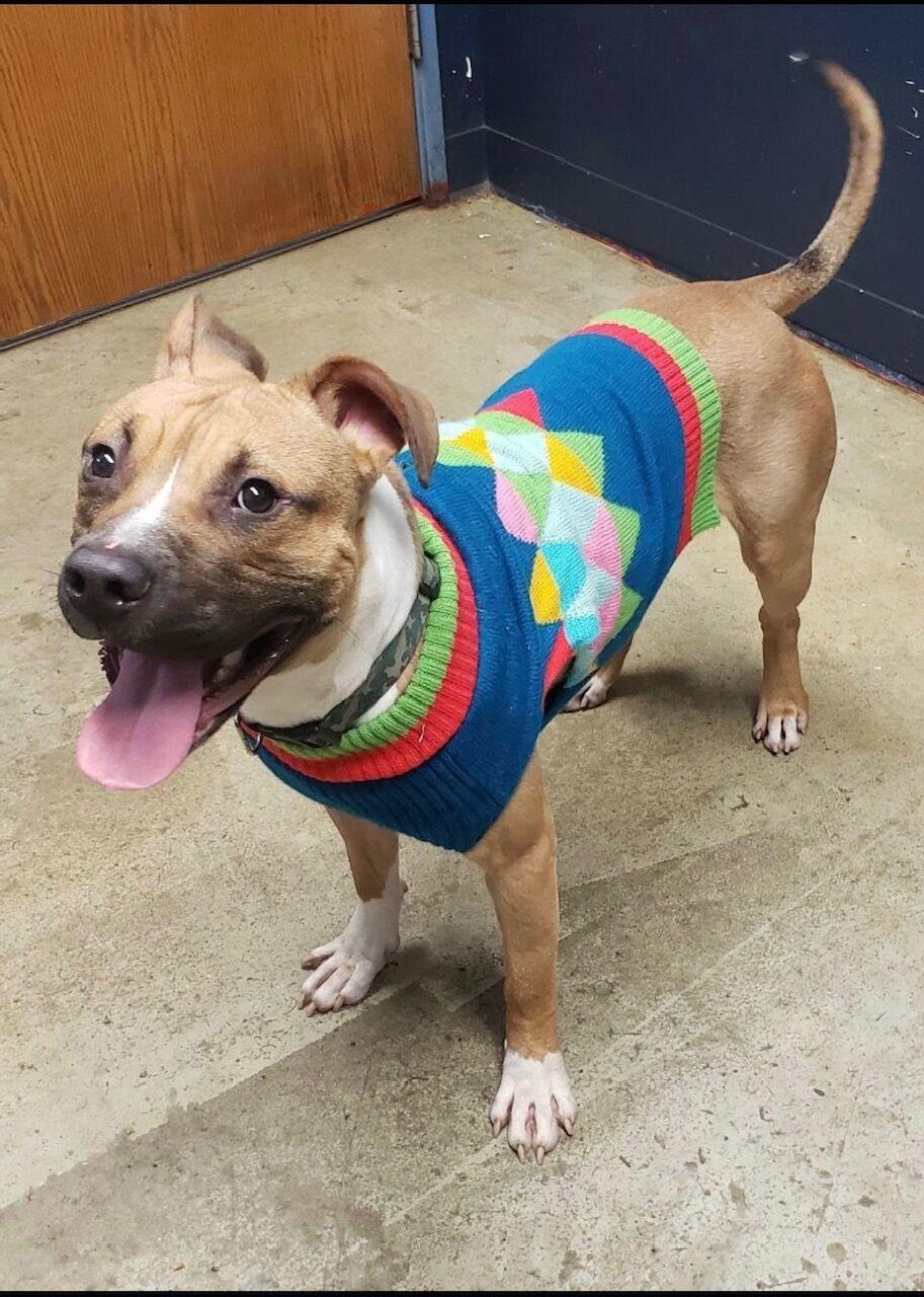 Richland County Dog Warden's Office and Shelter Pet of the Week Lurch