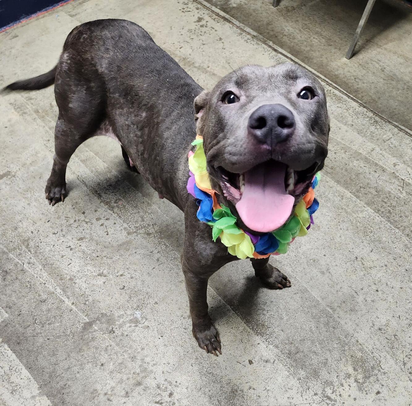 Richland County Dog Warden's Office and Shelter Pet of the Week Roe