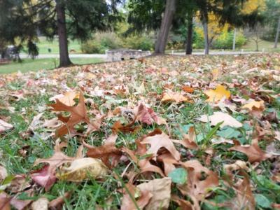 Leaf pickup