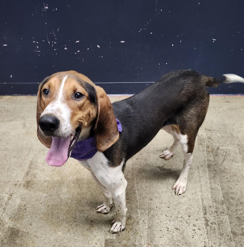 Richland County Dog Warden's Office and Shelter Pet of the Week