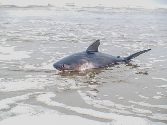 Watch: Man guides stranded shark back to ocean 