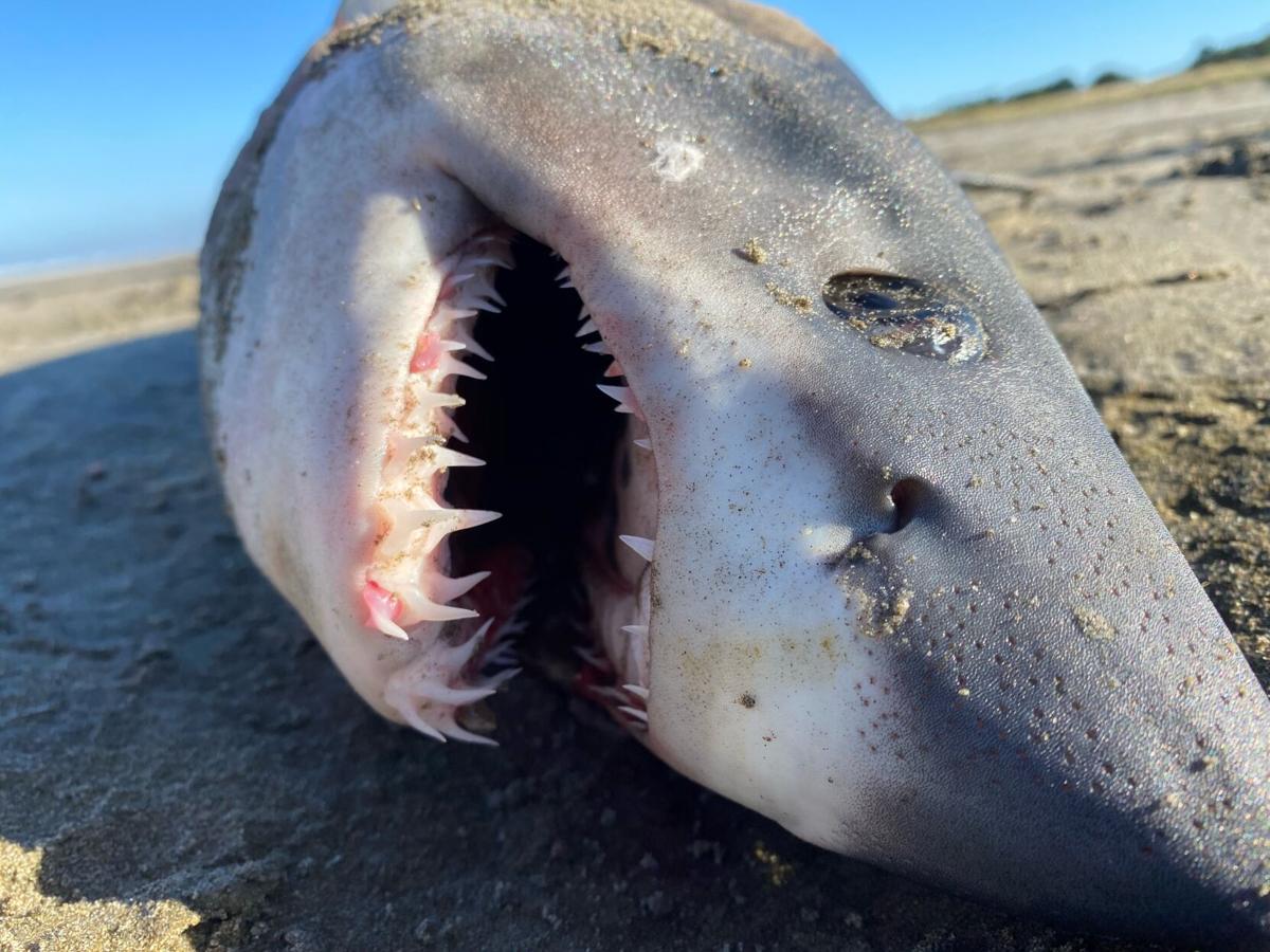 Salmon shark found in south Seaside, Scene