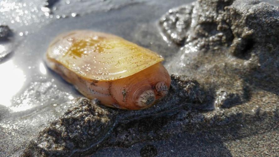 Guide To Digging Razor Clams On The Oregon Coast (in 2024)