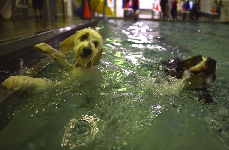 Dogs make a splash at Seaside pool