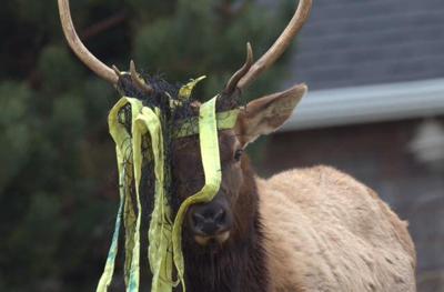 Elk harvested after shucking net